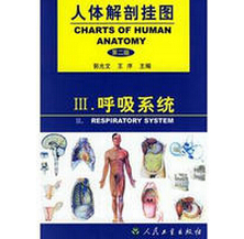人體解剖掛圖-呼吸系統(tǒng)