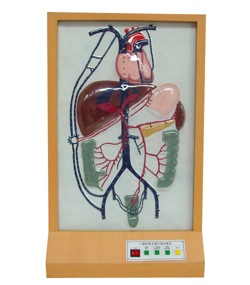 電動門靜脈側(cè)支循環(huán)模型