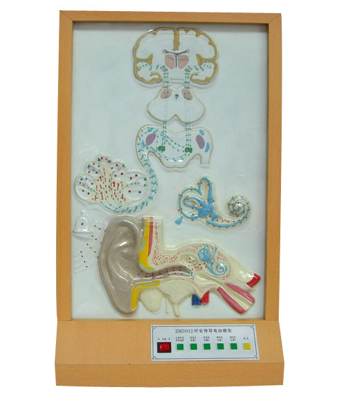 聽覺傳導(dǎo)電動模型