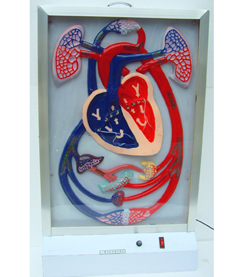 電動心臟搏動與血液循環(huán)模型